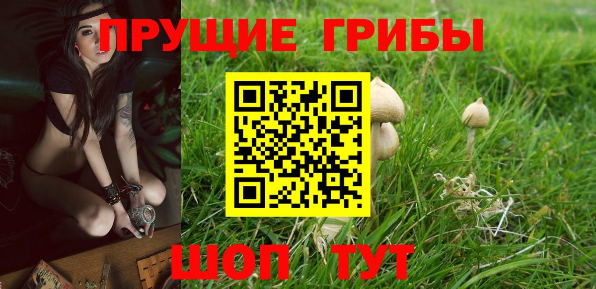 Вольск  Галлюциногенные грибы прущие грибы  Вход с VPN 